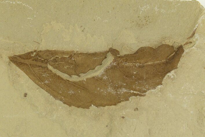 Detailed Fossil Leaf (Allophylus) - Green River Formation, Utah #331848